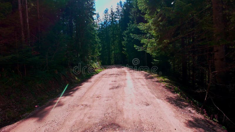 Vidéo verticale FPV drone vue aérienne au-dessus d'un chemin de terre sinueux à travers épicéa dense et la forêt de pins dans pano banque de vidéos