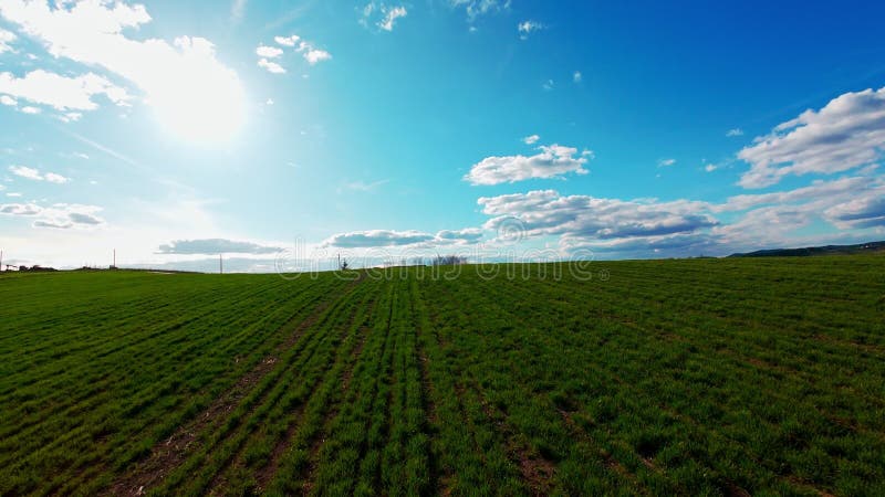 Vidéo verticale FPV drone vue banque sur des champs verts vibrants et campagne ondulante sous ciel bleu vif avec clips vidéos