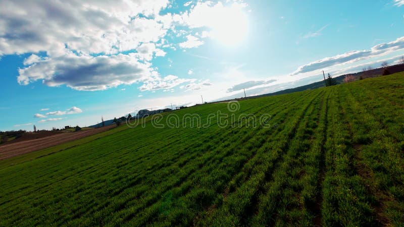 Vidéo verticale FPV drone vue banque sur des champs verts vibrants et campagne ondulante sous ciel bleu vif avec banque de vidéos