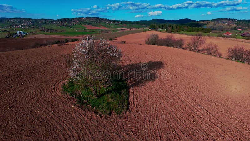 Vidéo verticale FPV drone vue banque sur des champs verts vibrants et campagne ondulante sous ciel bleu vif avec banque de vidéos