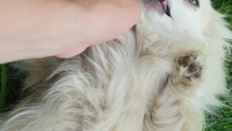 Vidéo verticale. joyeux chihuahua jouet chien jouant à la main de son propriétaire. banque de vidéos