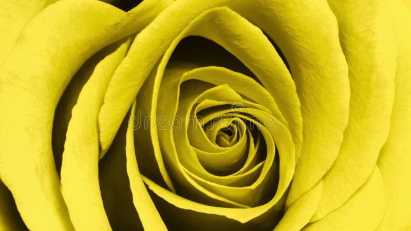 Vidéo à grande échelle de la tête de rose jaune illuminée. rose jaune près. focus profond de vue supérieure. vidéo avec illustration de vecteur