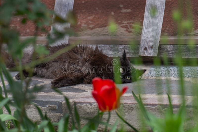 Vie de chats en plein air. fournir le meilleur environnement pour garder le chat en plein air en sécurité photographie stock libre de droits Vie de chats en plein air. fournir le meilleur environnement pour garder le chat en plein air en sécurité photographie stock libre de droits