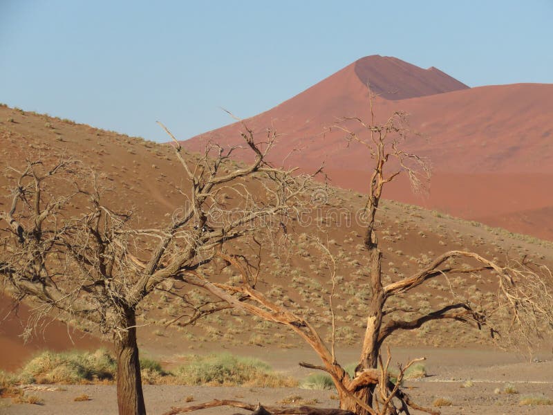 Vie et mort chez Sossusvlei : contrastes photo stock Vie et mort chez Sossusvlei : contrastes photo stock