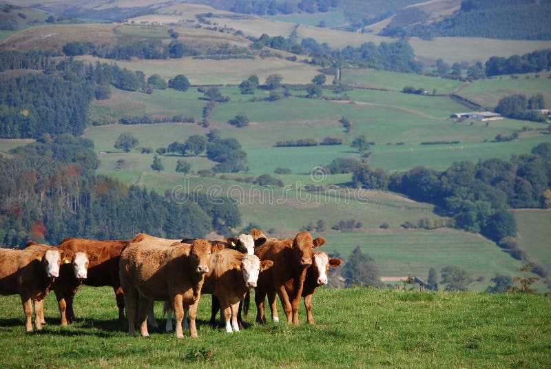 Cattle on a Welsh Farm in Wales UK. Cattle on a Welsh Farm in Wales UK.