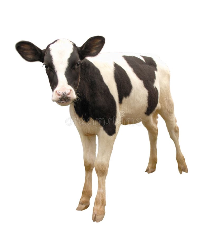 Vieh - Kalbkuh lokalisiert auf weißem Hintergrund