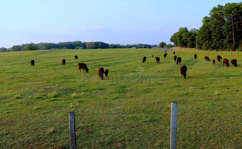 Viehweide auf dem Bauernhof, umgeben von Wirtzaun stockfoto Viehweide auf dem Bauernhof, umgeben von Wirtzaun stockfoto