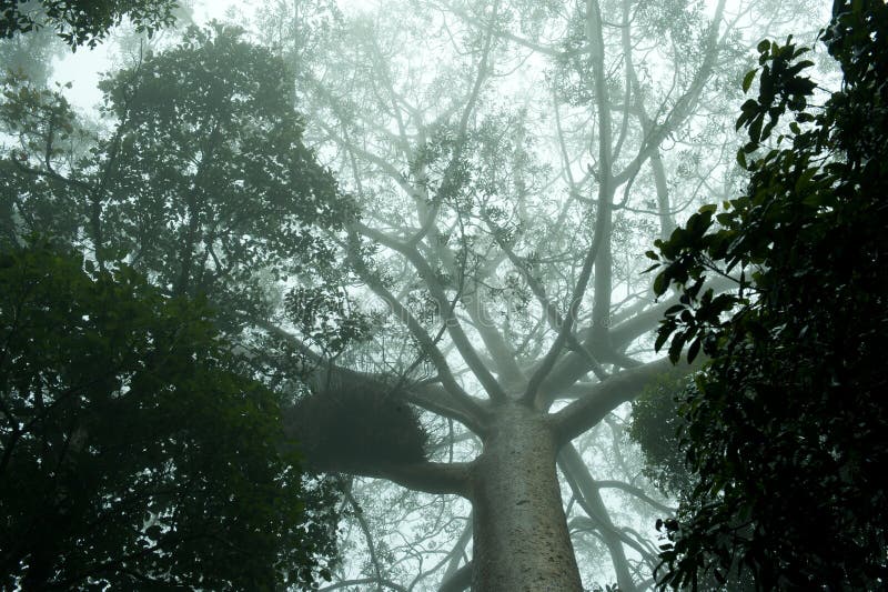 Vieil arbre dans la forêt tropicale brumeuse, jungle, forêt tropicale, forêt de Daintree près de Cairnes, jungle verte, Queenslan photo stock Vieil arbre dans la forêt tropicale brumeuse, jungle, forêt tropicale, forêt de Daintree près de Cairnes, jungle verte, Queenslan photo stock