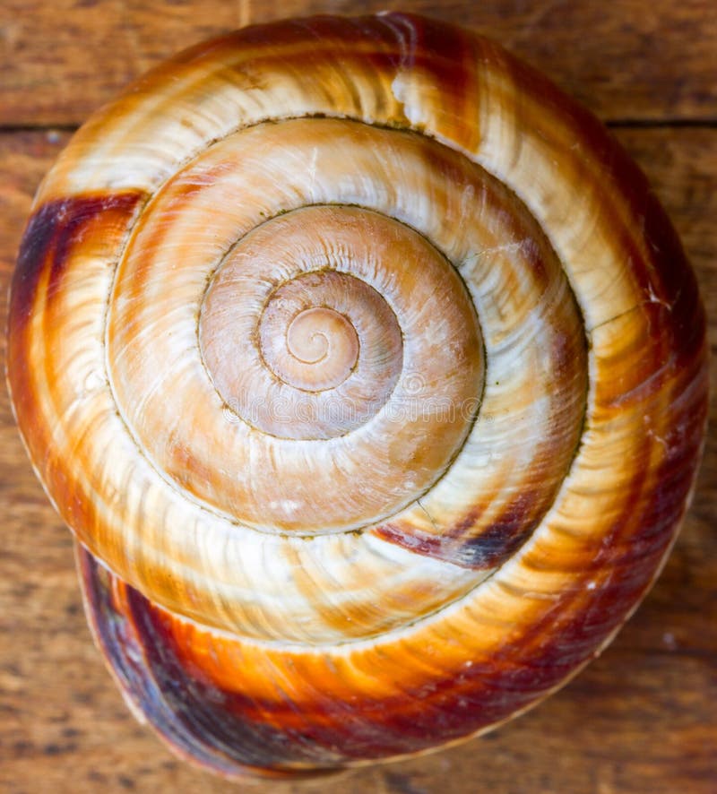 Vieil Escargot De Spirale De Coquille Image stock Image du habitat, moyen 71011249