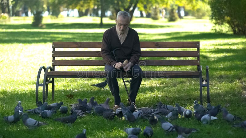 Vieil homme calme s'asseyant sur le banc en parc et les pigeons de alimentation, solitude dans la vieillesse