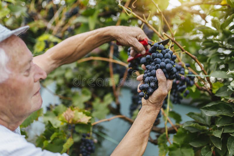 Vieil homme récoltant des raisins dans la vigne images libres de droits