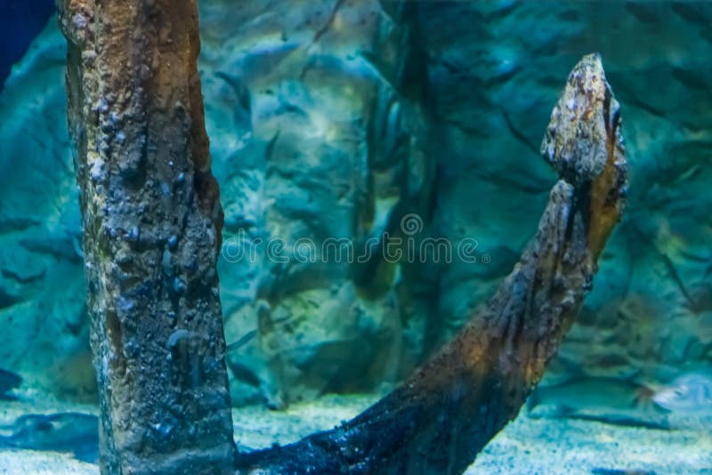 Vieille ancre rouillée de bateau au fond de l'océan en plan rapproché, décoration d'aquarium de cru image libre de droits Vieille ancre rouillée de bateau au fond de l'océan en plan rapproché, décoration d'aquarium de cru image libre de droits