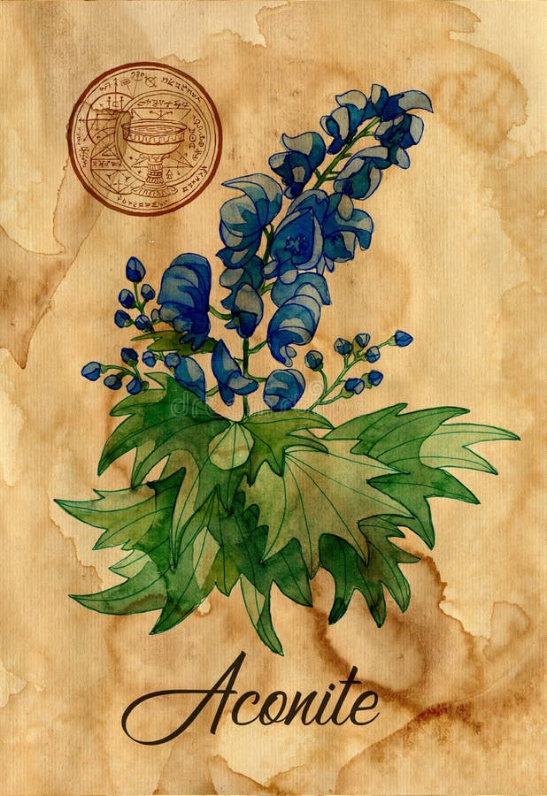 Old card with Aconite flower and magic pentacle seal on texture background. Witch healing herbs collection for Halloween. Hand drawn botanical illustration with esoteric, occult and wicca symbols. Old card with Aconite flower and magic pentacle seal on texture background. Witch healing herbs collection for Halloween. Hand drawn botanical illustration with esoteric, occult and wicca symbols