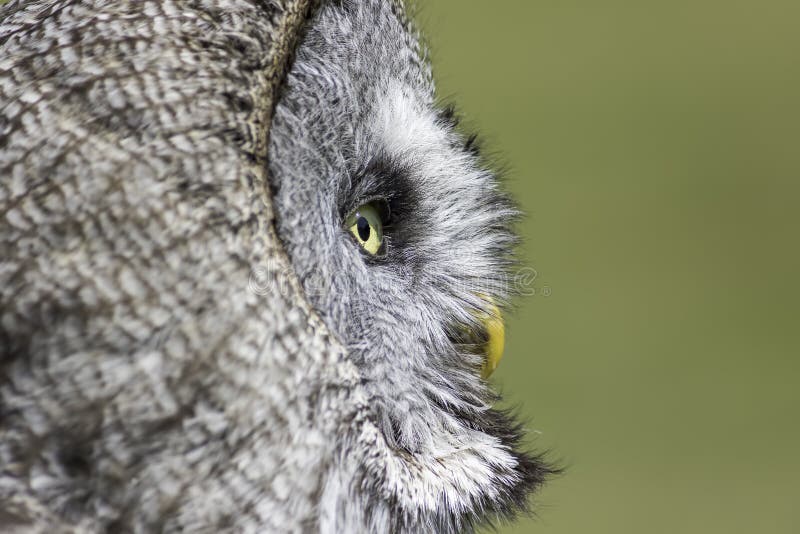 Vieille contemplation sage de hibou photos stock Vieille contemplation sage de hibou photos stock