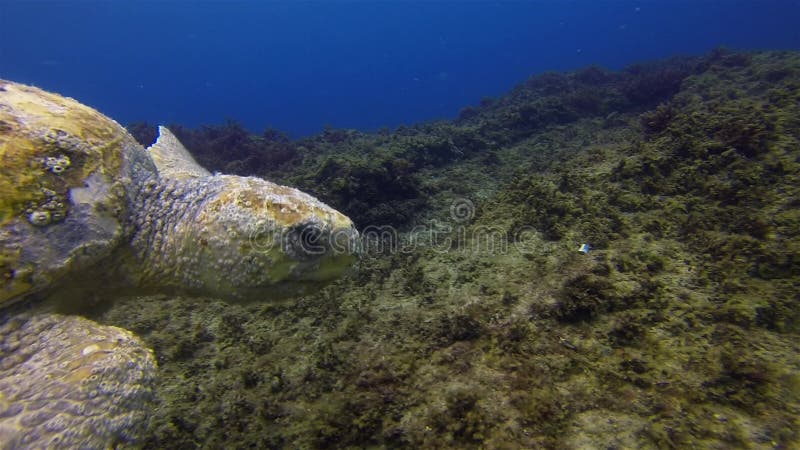 Vieille fin de tortues de mer Green turtle natation La faune marine gracieuse calme mignonne banque de vidéos