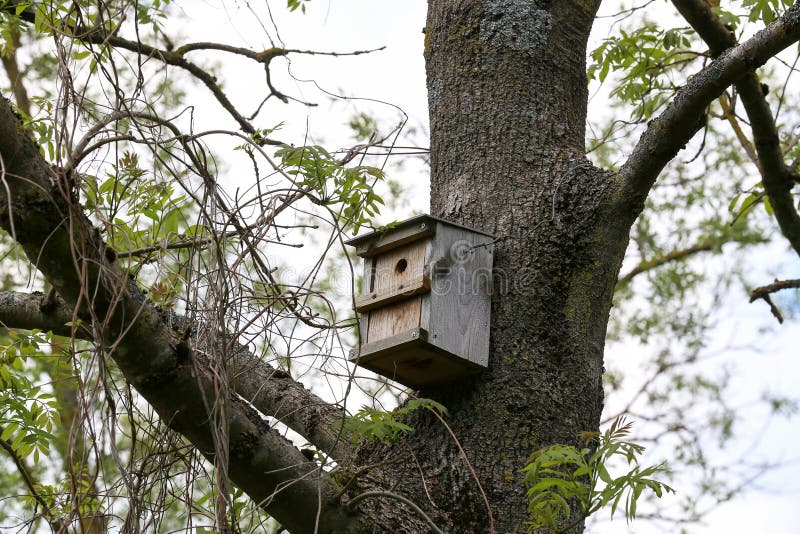 Vieille haute en bois de la volière sur un arbre images libres de droits