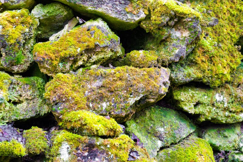 Vieille pierre grise avec le fond vert de texture de mousse photos stock Vieille pierre grise avec le fond vert de texture de mousse photos stock