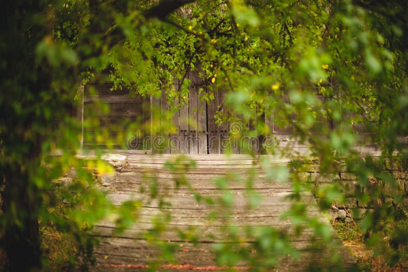 Old wooden door through green leaves. selective focus. Old wooden door through green leaves. selective focus