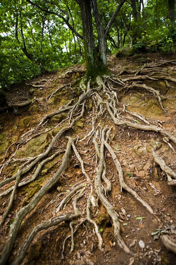 Korea chilgapsan mountain old tree root. Korea chilgapsan mountain old tree root