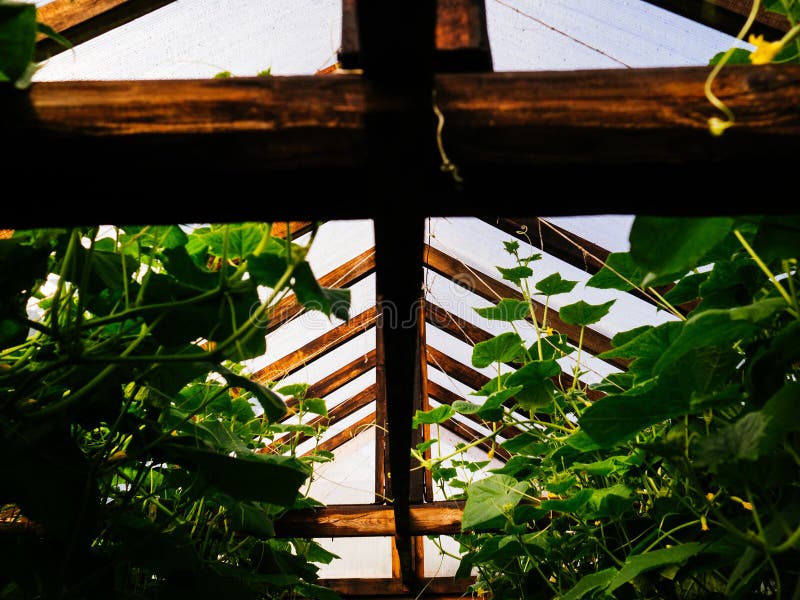 Old glass greenhouse with cucumbers. The collection of the harvest at the country house. Healthy vegetables. Old glass greenhouse with cucumbers. The collection of the harvest at the country house. Healthy vegetables