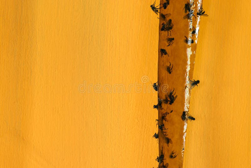 Viel fliegt gefangen auf klebrigem Fliegenfänger im gelben Hintergrund lizenzfreie stockfotografie Viel fliegt gefangen auf klebrigem Fliegenfänger im gelben Hintergrund lizenzfreie stockfotografie