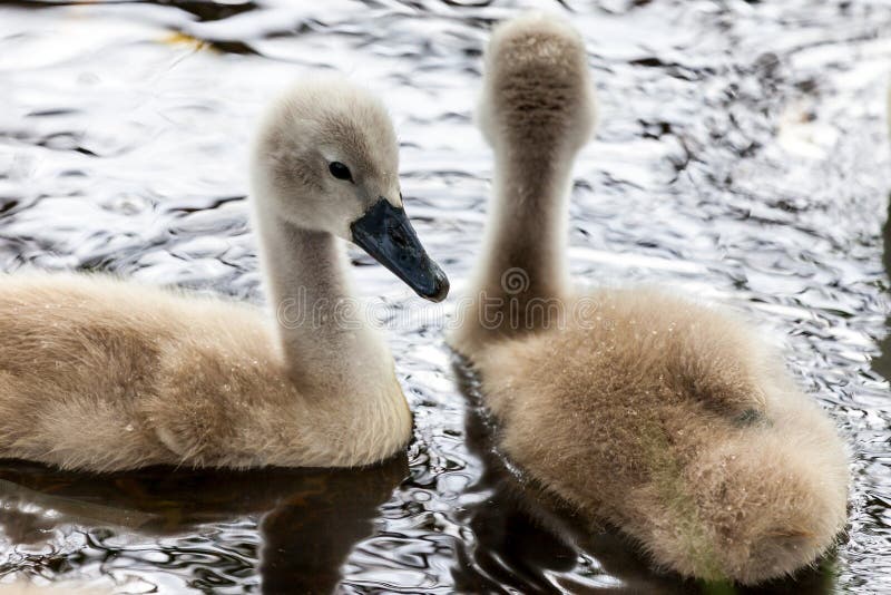 Viel Schwankükenschwimmen in einem See stockbild Viel Schwankükenschwimmen in einem See stockbild