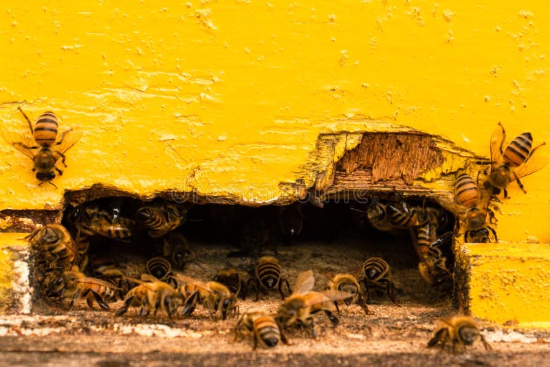 Viele Bienen Die Einen Bienenstock Kommen Stockfoto Bild Von Bienenstock Bienen 6560