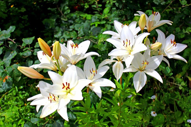 Viele Blumen und Knospen von weißen Lilien