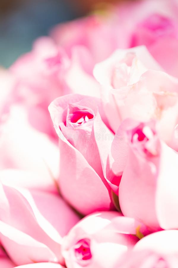 Viele blühenden rosa Rosen lizenzfreies stockfoto Viele blühenden rosa Rosen lizenzfreies stockfoto