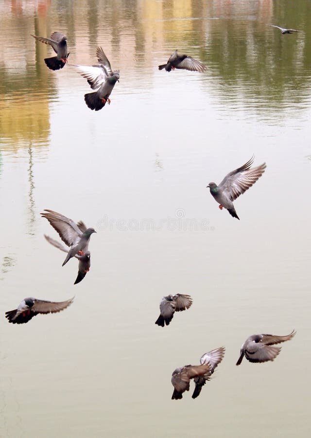 Viele grauen Tauben, die herauf Poolwasser fliegen stockfotos Viele grauen Tauben, die herauf Poolwasser fliegen stockfotos