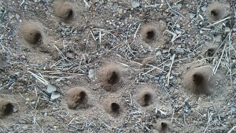 Viele Kleine Löcher Vor Ort Stockbild Bild von löcher, zweig 195454427
