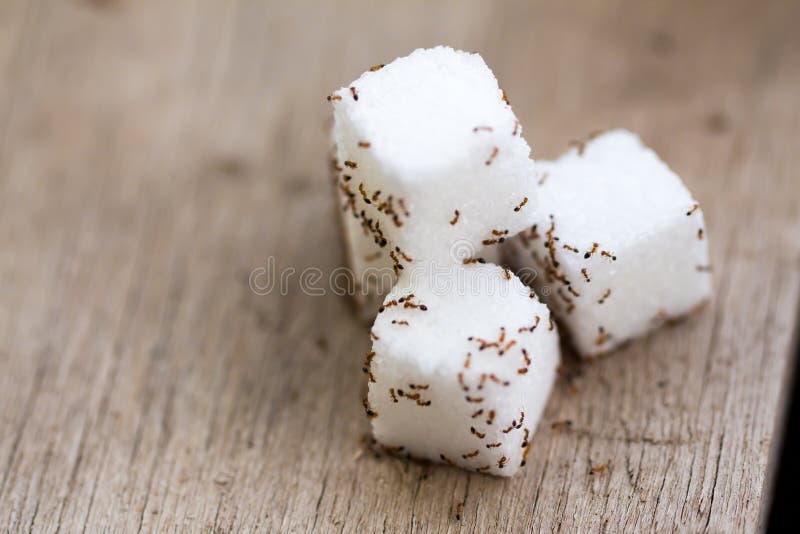 Viele kleinen Ameisen auf Würfelzucker stockbild Viele kleinen Ameisen auf Würfelzucker stockbild