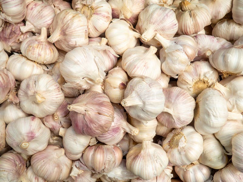 Viele Knoblauchzehen. Hintergrund von Knoblauchzwiebeln. Sortiment. Marktzähler. Mittagsmenü lizenzfreies stockfoto