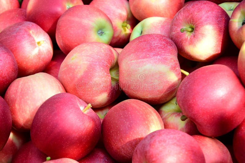 Viele roter-Delicious- kolossale Äpfel im Herbst in der Glättungssonne nach der Apfelernte in Süd-Tirol-Hintergrund und -beschaffe