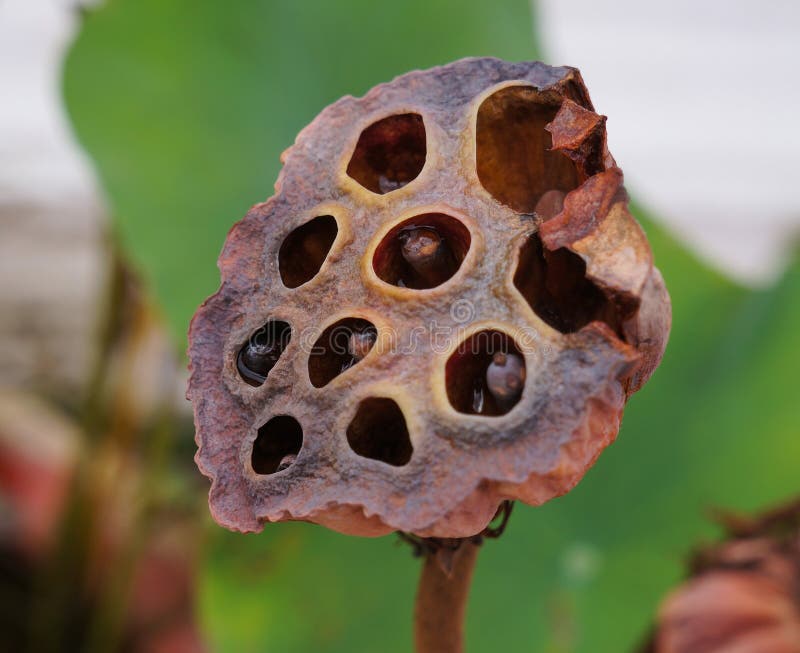 Viele Samen und Löcher der getrockneten Lotosblume stockbild Viele Samen und Löcher der getrockneten Lotosblume stockbild