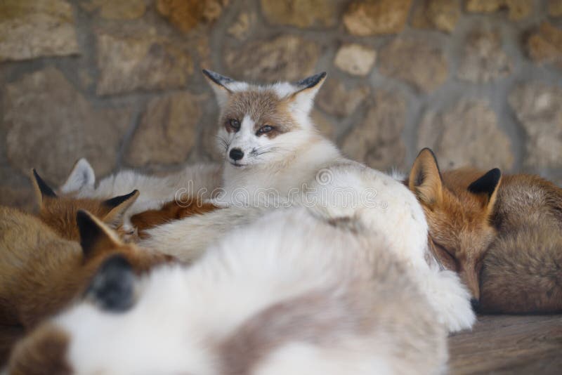 Viele schöne, bunte Füchse entspannen sich auf dem Boden im Zoo. stockbild