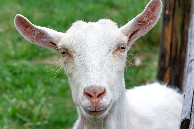 Goat peeks over the fence. Goat peeks over the fence.