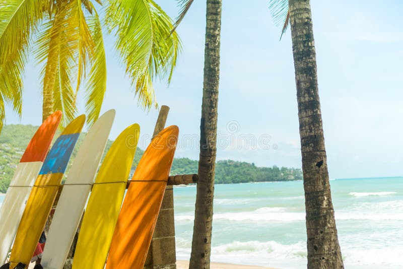 Viele Surfbretter neben Kokosnussbäumen stockfotos Viele Surfbretter neben Kokosnussbäumen stockfotos