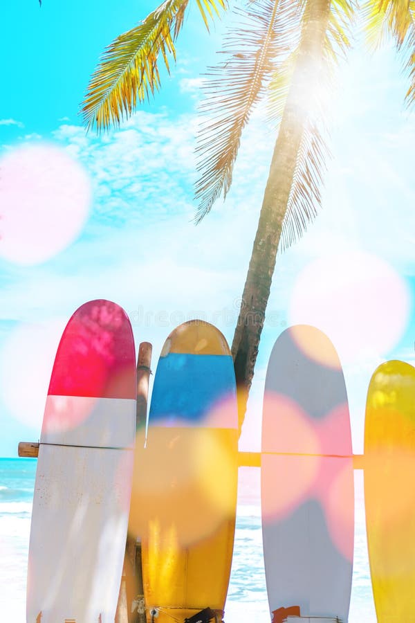 Viele Surfbretter neben Kokosnussbäumen am Sommer setzen auf den Strand stockfoto Viele Surfbretter neben Kokosnussbäumen am Sommer setzen auf den Strand stockfoto