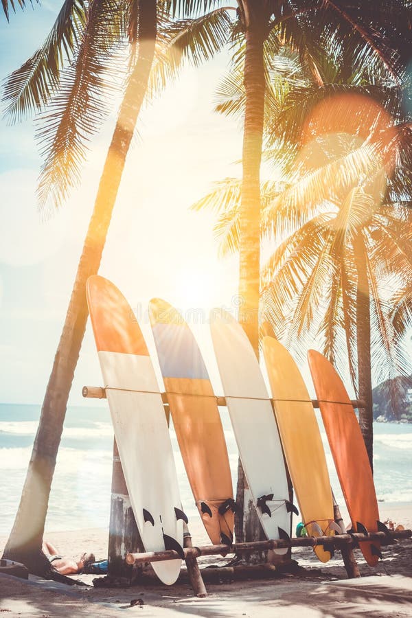 Viele Surfbretter neben Kokosnussbäumen am Sommer setzen mit Sonnenlicht auf den Strand lizenzfreies stockfoto Viele Surfbretter neben Kokosnussbäumen am Sommer setzen mit Sonnenlicht auf den Strand lizenzfreies stockfoto