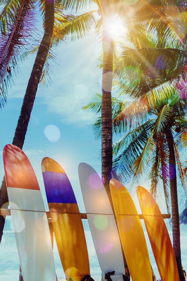 Viele Surfbretter neben Kokosnussbäumen am Sommer setzen mit Sonnenlicht auf den Strand stockbild Viele Surfbretter neben Kokosnussbäumen am Sommer setzen mit Sonnenlicht auf den Strand stockbild