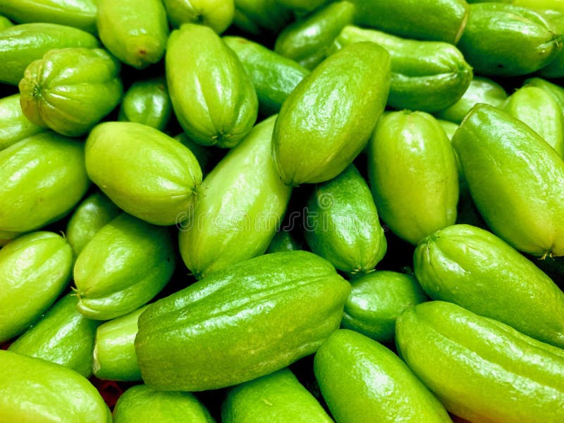 Viele von Averrhoa bilimbi Gurke im Bauernhof stockfoto Viele von Averrhoa bilimbi Gurke im Bauernhof stockfoto
