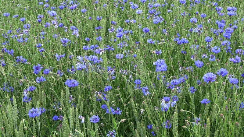 Viento en campo de trigo con muchos acianos azules