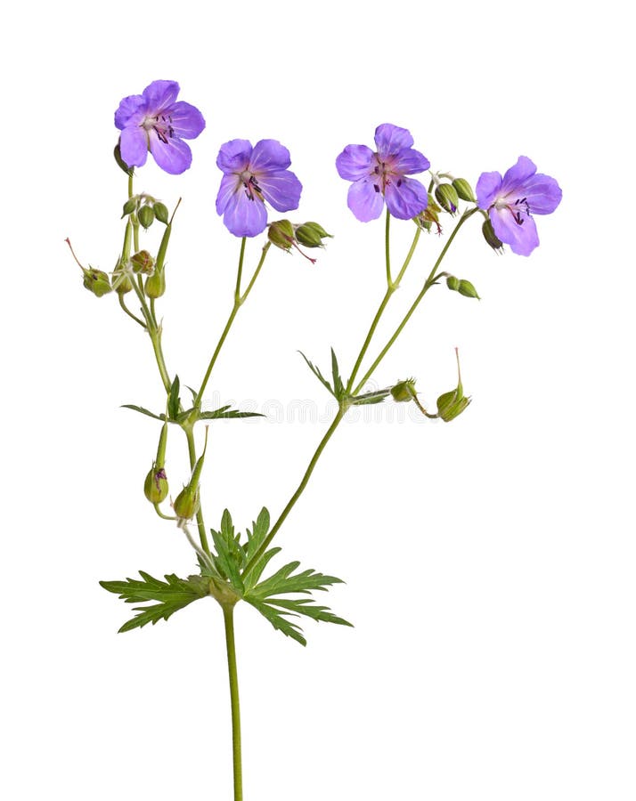 Vier bloemen van een purpere geraniumcultivar op wit stock foto's Vier bloemen van een purpere geraniumcultivar op wit stock foto's