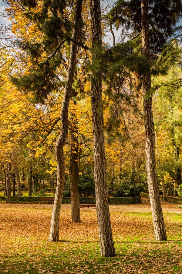 Vier bomen in de herfst in een park royalty-vrije stock fotografie Vier bomen in de herfst in een park royalty-vrije stock fotografie