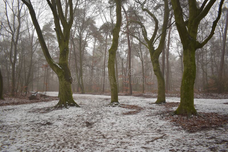 Vier bomen in een sneeuwbos royalty-vrije stock fotografie Vier bomen in een sneeuwbos royalty-vrije stock fotografie
