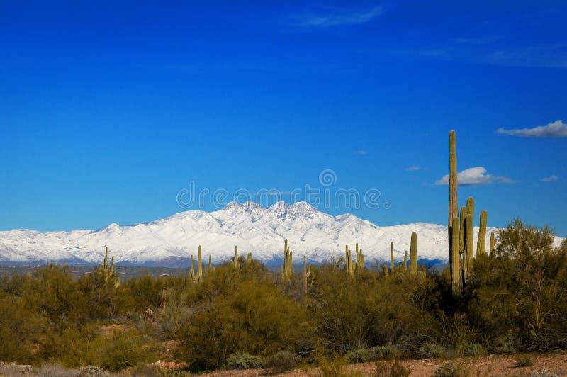 Vier die Piekenbergen in Sneeuw in Arizona met Cactus en Woestijnborstel in de Voorgrond worden behandeld stock foto Vier die Piekenbergen in Sneeuw in Arizona met Cactus en Woestijnborstel in de Voorgrond worden behandeld stock foto