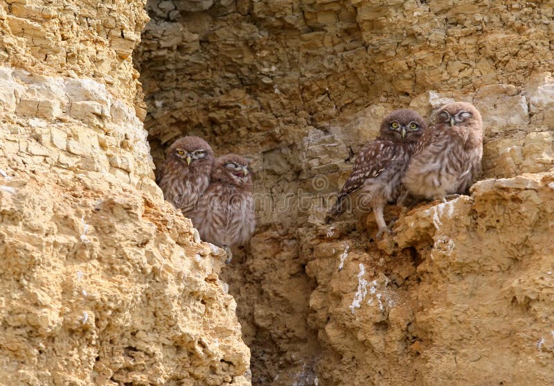 Vier junge Steinkäuze sitzt zusammen auf dem Felsen stockfotografie Vier junge Steinkäuze sitzt zusammen auf dem Felsen stockfotografie