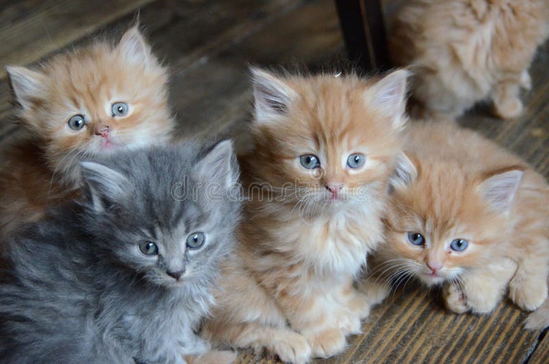 Vier nette kleine Miezekatzen lizenzfreies stockbild Vier nette kleine Miezekatzen lizenzfreies stockbild