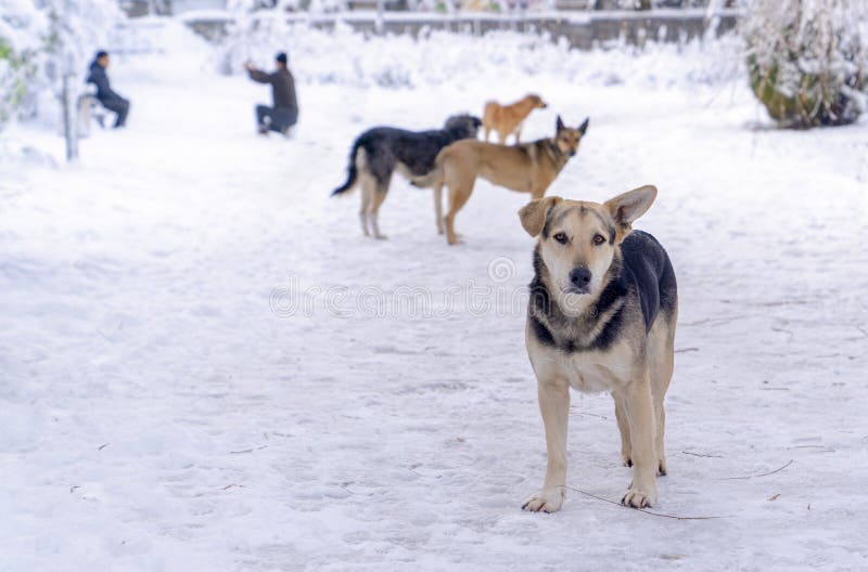 Vier verdwaalde honden in de winter en mens nemen foto's op achtergrond Het concept iedereen houdt van sneeuwbeeld te hebben royalty-vrije stock afbeeldingen Vier verdwaalde honden in de winter en mens nemen foto's op achtergrond Het concept iedereen houdt van sneeuwbeeld te hebben royalty-vrije stock afbeeldingen